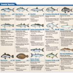 Tampa Bay Fishing Calendar Fishing Charters St Pete Beach Tampa Bay FL
